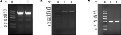 Design and application of artificial rare L-lysine codons in Corynebacterium glutamicum